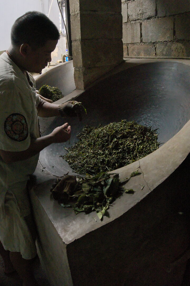 Développement à Jinuo Shan d’un puerh destiné à une maturation sur plusieurs décennies, 2019 — vue 3
