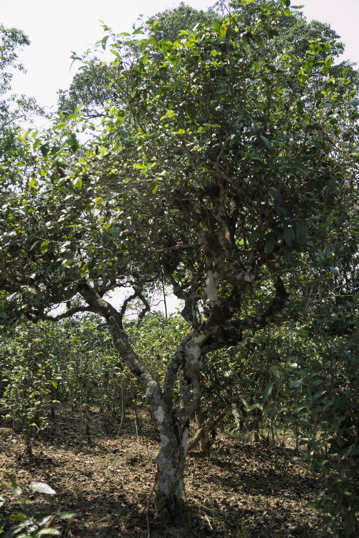 Développement à Jinuo Shan d’un puerh destiné à une maturation sur plusieurs décennies, 2019 — vue 4