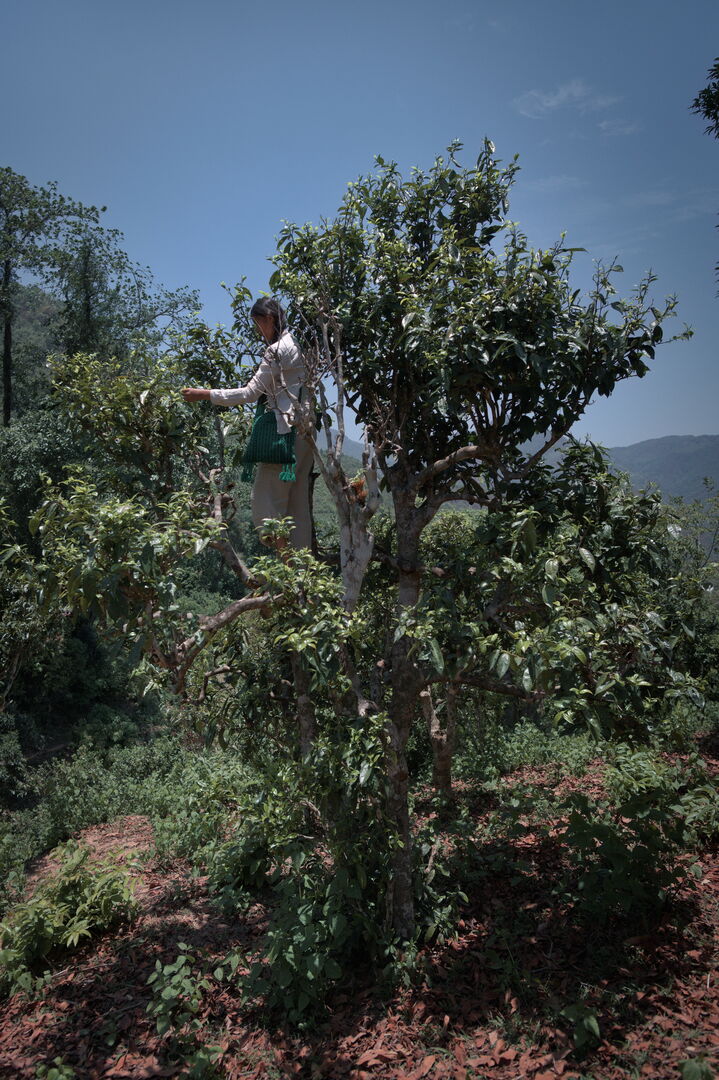 Exploration de nouveaux terroirs et sourcing de thé au Laos, 2023 — vue 6