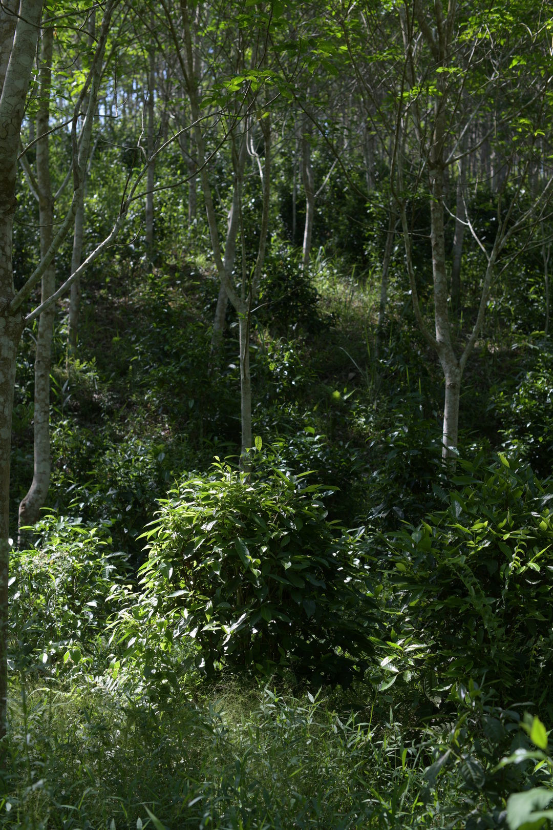 Exploration de nouveaux terroirs et sourcing de thé au Laos, 2023 — vue 8