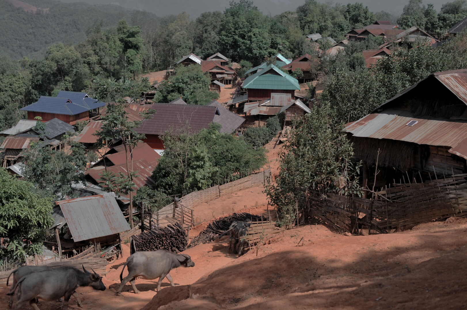 Exploration de nouveaux terroirs et sourcing de thé au Laos, 2023 — vue 10