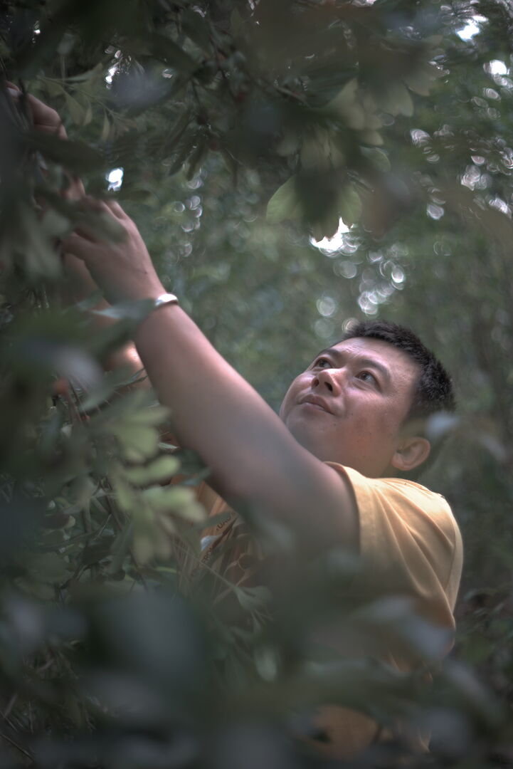 Suivi de la production de puerh de printemps de vieux théiers à Mengsong, Yunnan, 2025 — vue 1