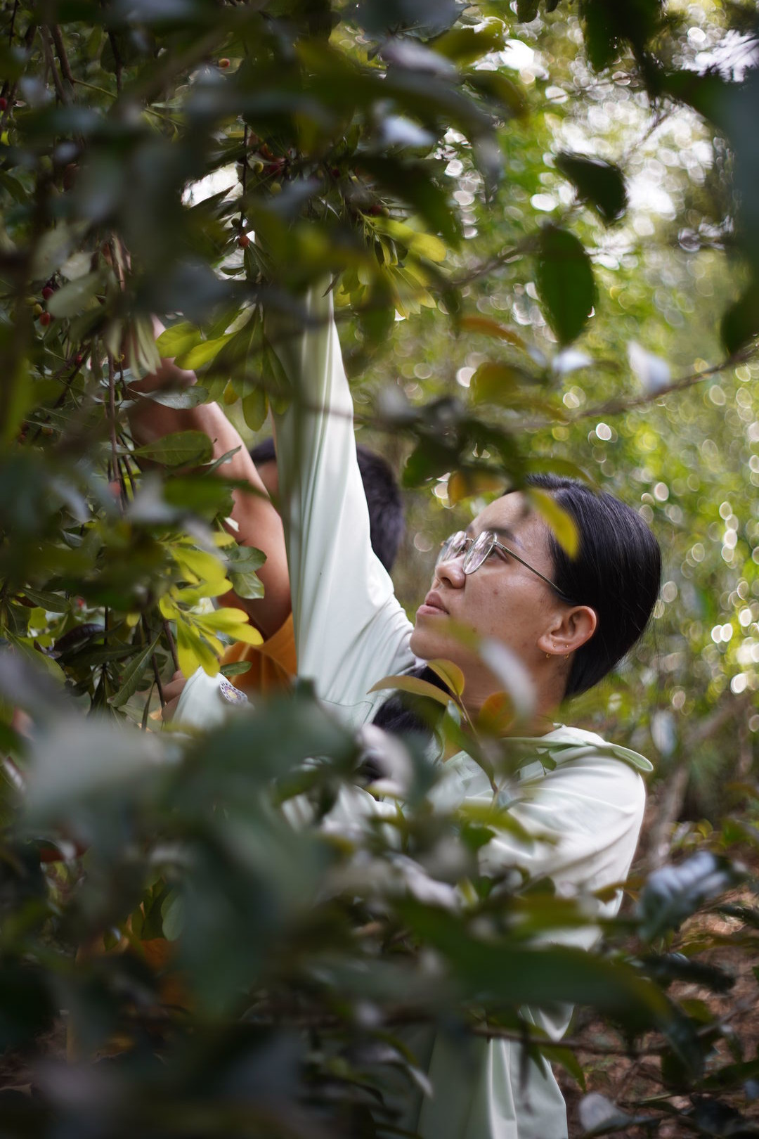 Suivi de la production de puerh de printemps de vieux théiers à Mengsong, Yunnan, 2025 — vue 3