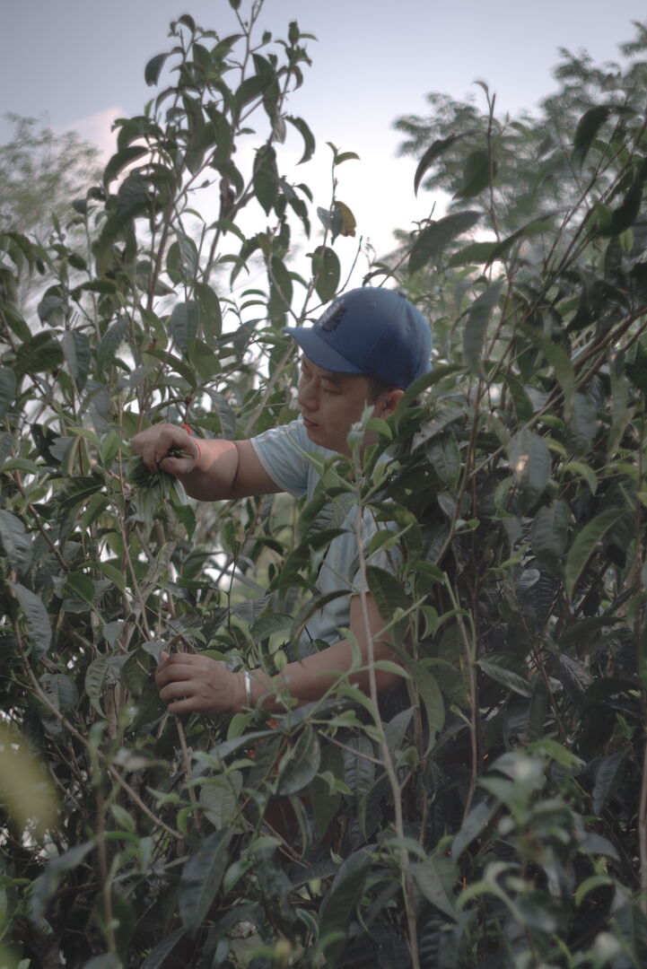 Suivi de la production de puerh de printemps de vieux théiers à Mengsong, Yunnan, 2026 — vue 2