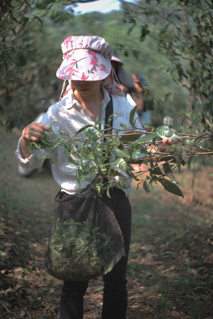 Suivi de la production de puerh de printemps de vieux théiers à Mengsong, Yunnan, 2026 — vue 3