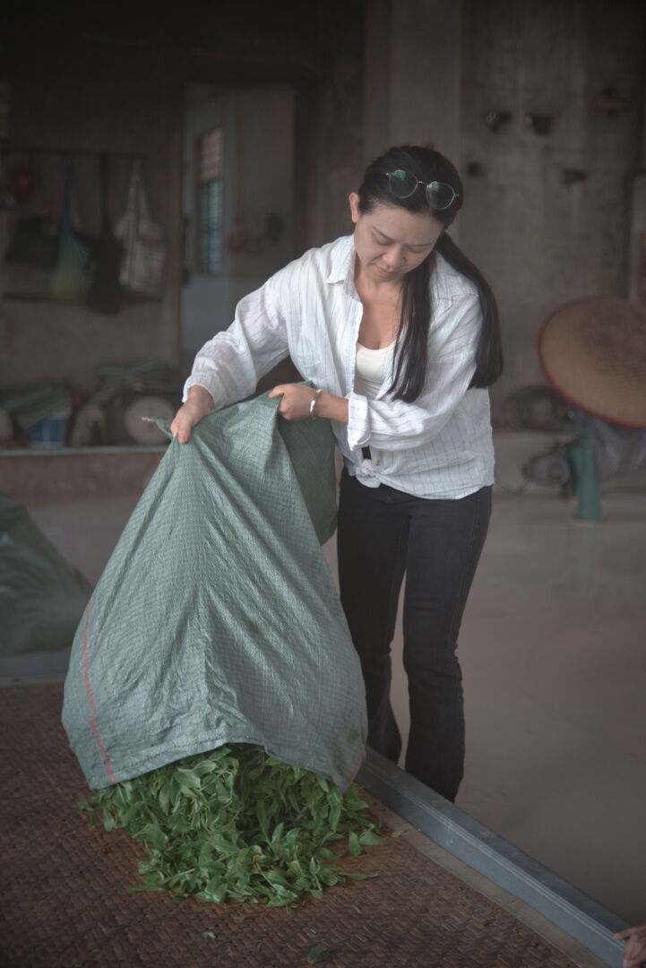 Suivi de la production de puerh de printemps de vieux théiers à Mengsong, Yunnan, 2026 — vue 4