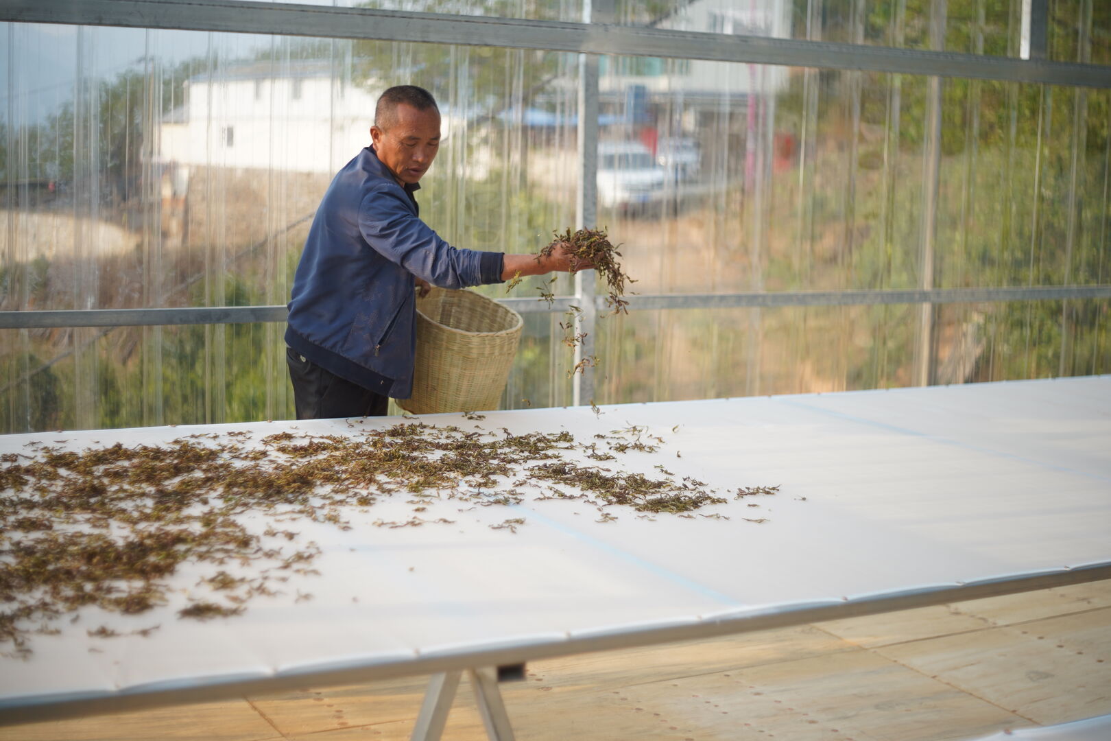 Recherche et développement autour de thés sauvages dans la vallée de Nanmei, Yunnan, 2025 — vue 4