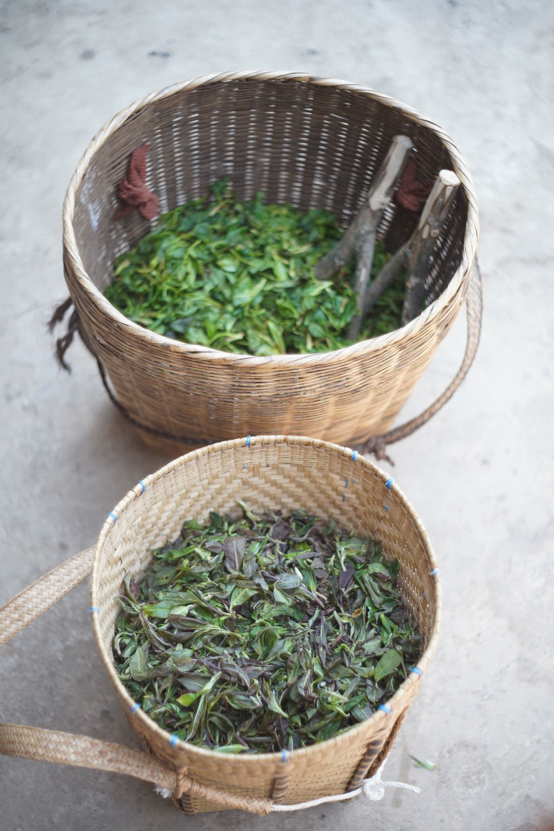Recherche et développement autour de thés sauvages dans la vallée de Nanmei, Yunnan, 2025 — vue 7