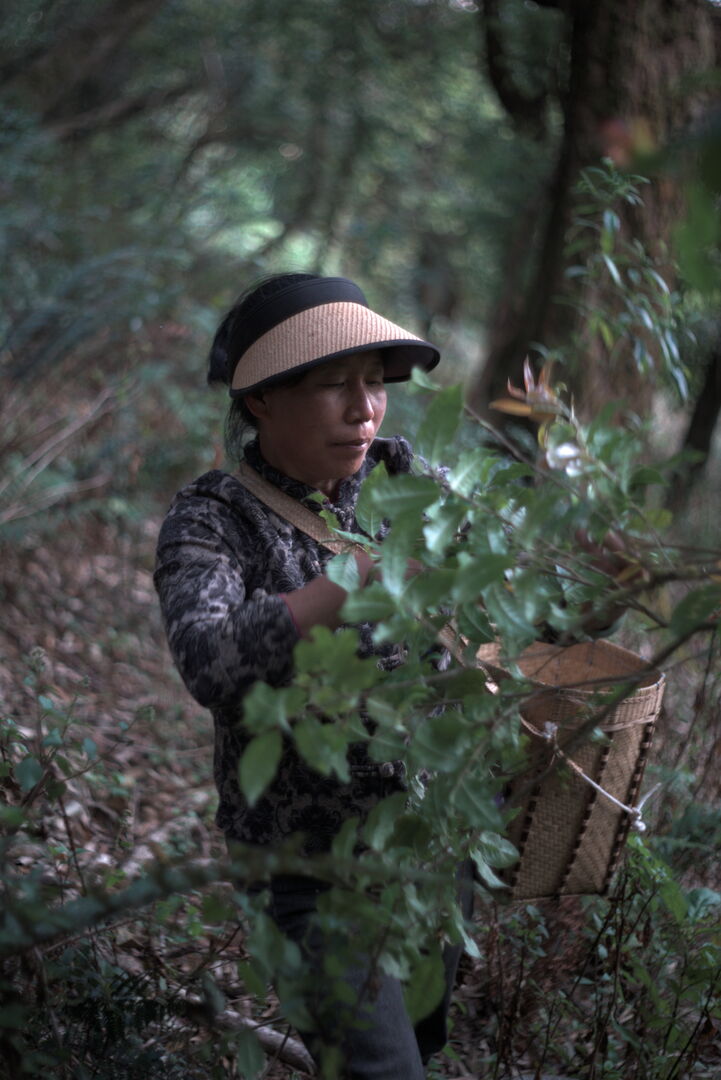Recherche et développement autour de thés sauvages dans la vallée de Nanmei, Yunnan, 2025 — vue 8