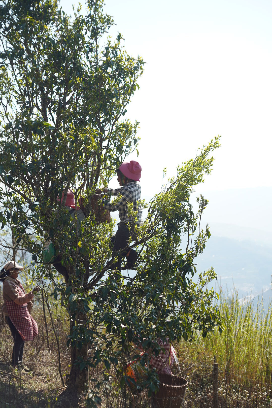 Recherche et développement autour de thés sauvages dans la vallée de Nanmei, Yunnan, 2025 — vue 10