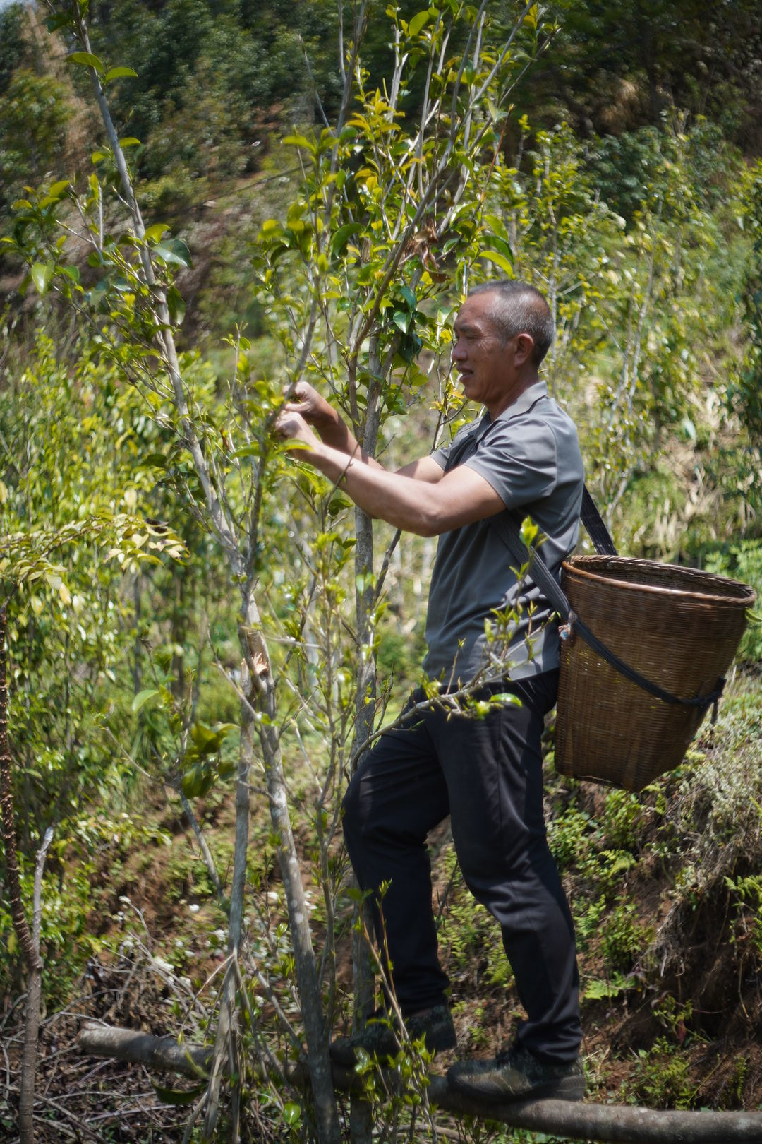 Recherche et développement autour de thés sauvages dans la vallée de Nanmei, Yunnan, 2025 — vue 11