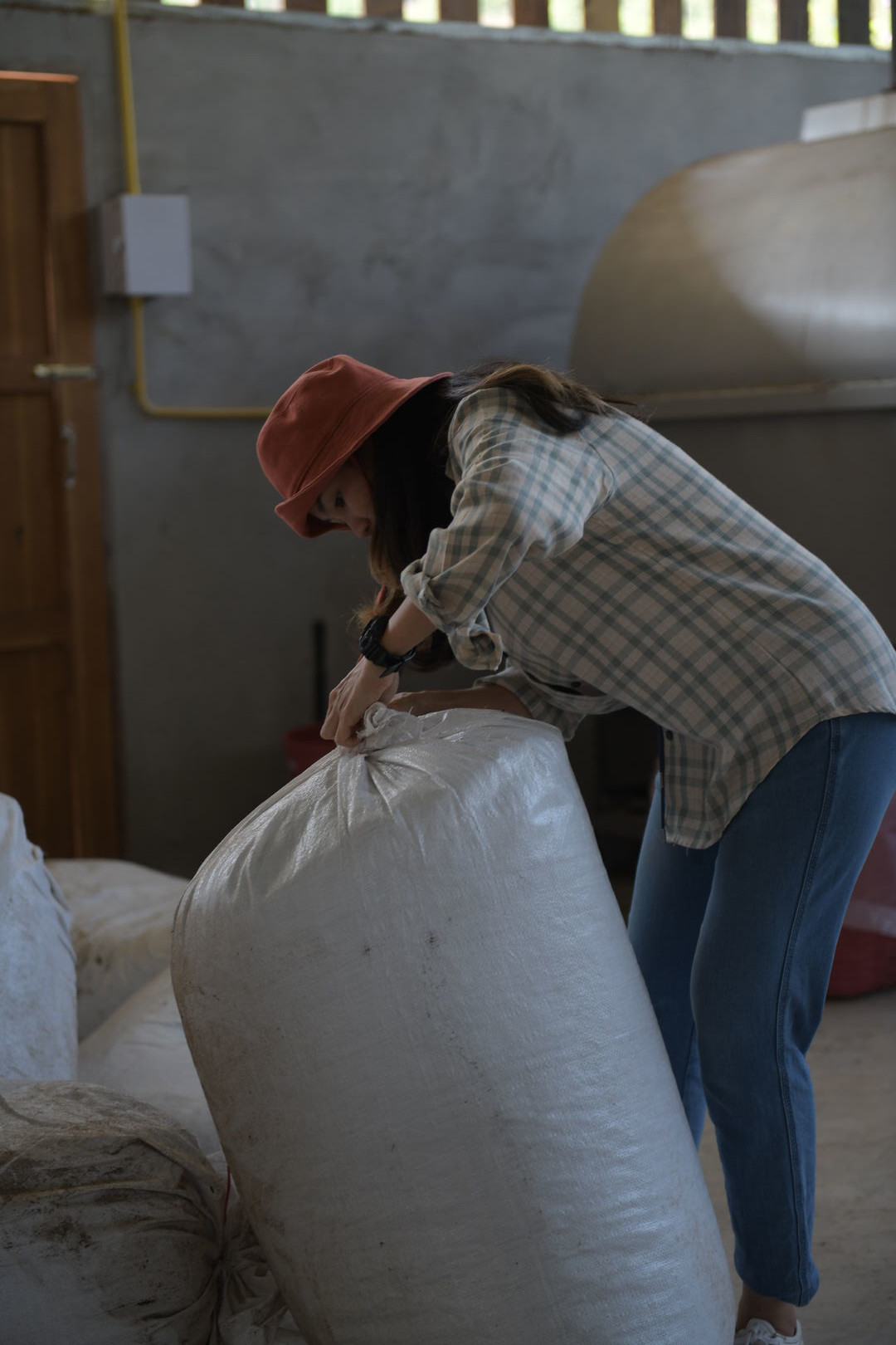 Sourcing de puerh, thés blancs et thés noirs de vieux arbres dans le nord de la Thaïlande, 2022 — vue 1