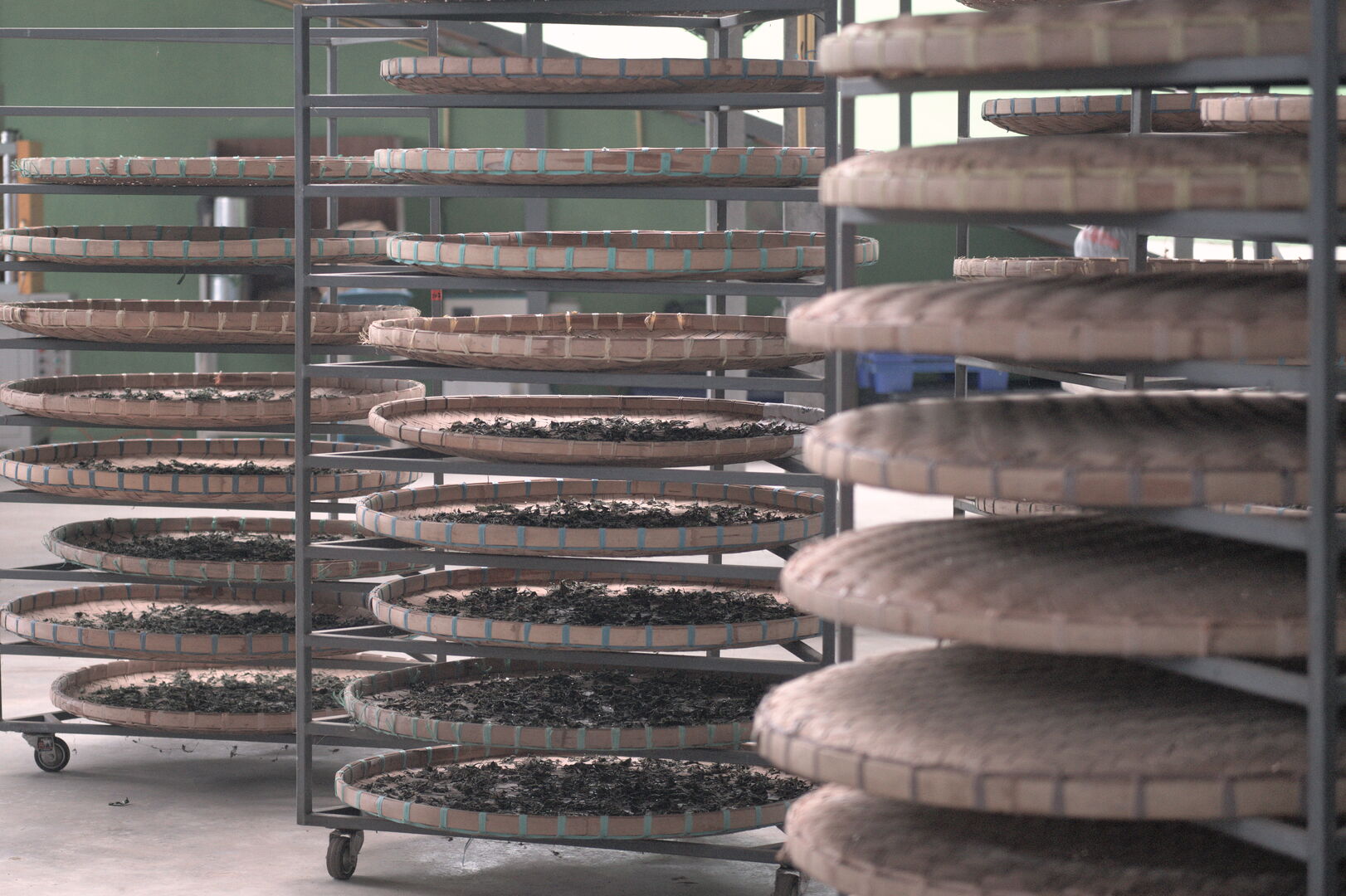 Sourcing de puerh, thés blancs et thés noirs de vieux arbres dans le nord de la Thaïlande, 2022 — vue 2