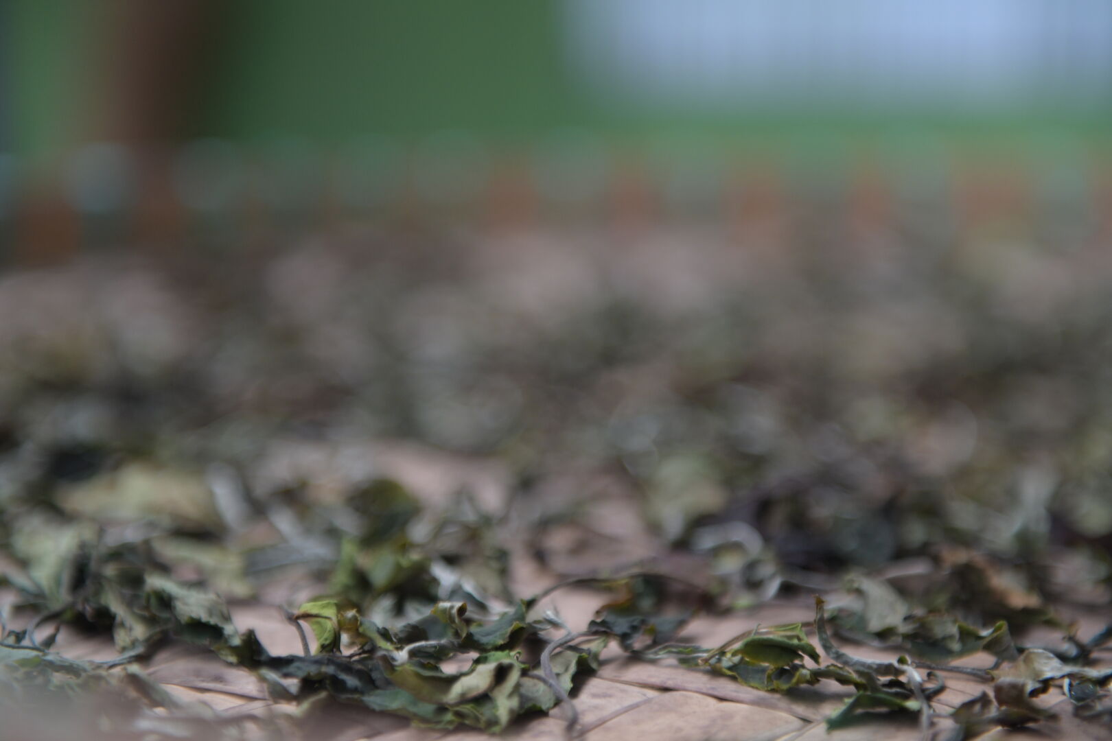 Sourcing de puerh, thés blancs et thés noirs de vieux arbres dans le nord de la Thaïlande, 2022 — vue 3