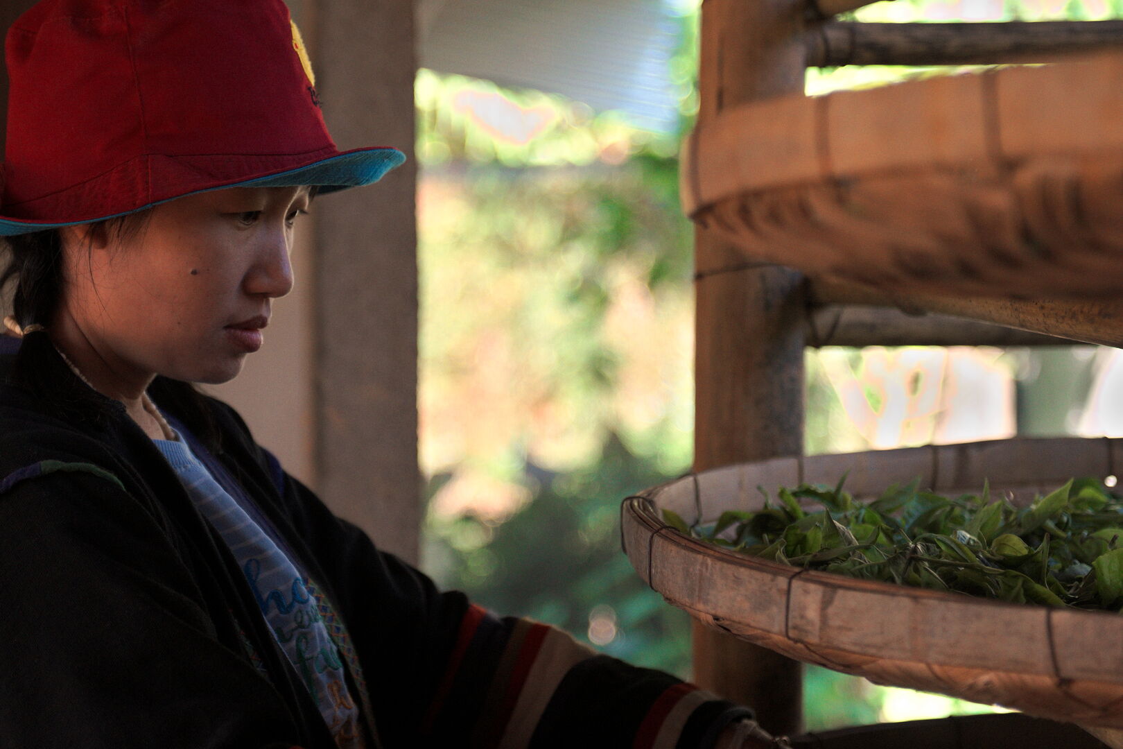 Recherche et sourcing de puerh, thés blancs et thés noirs dans le nord de la Thaïlande, 2020 — vue 3