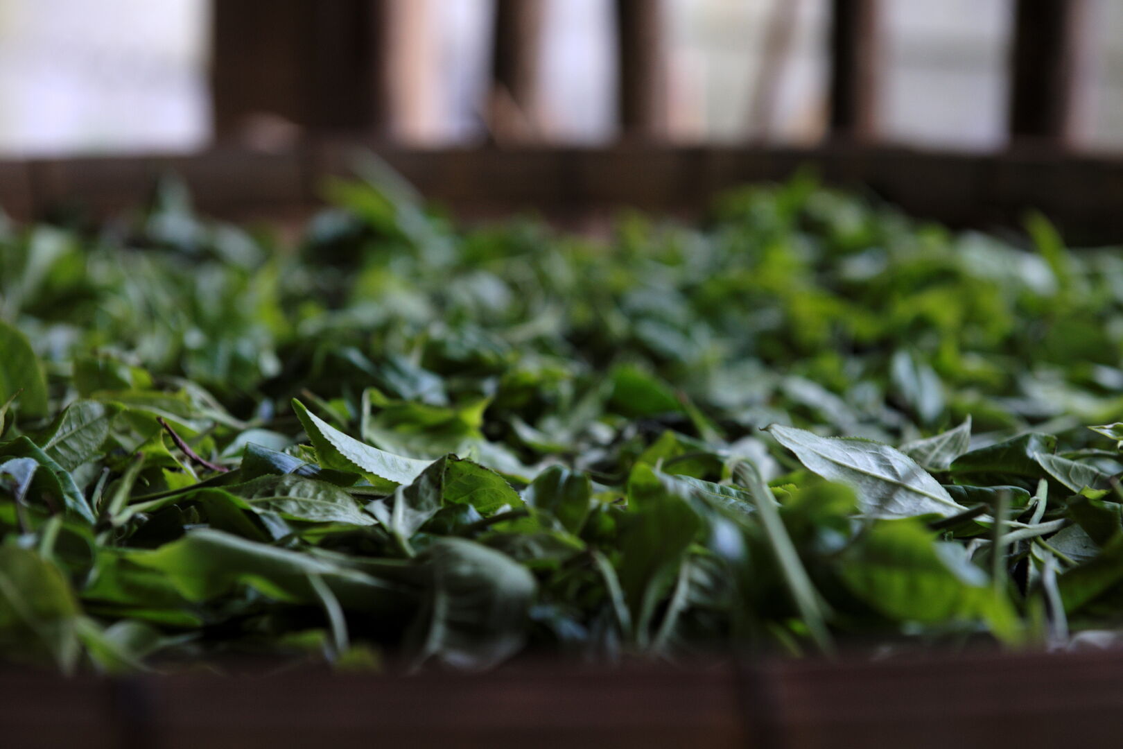 Recherche et sourcing de puerh, thés blancs et thés noirs dans le nord de la Thaïlande, 2020 — vue 4