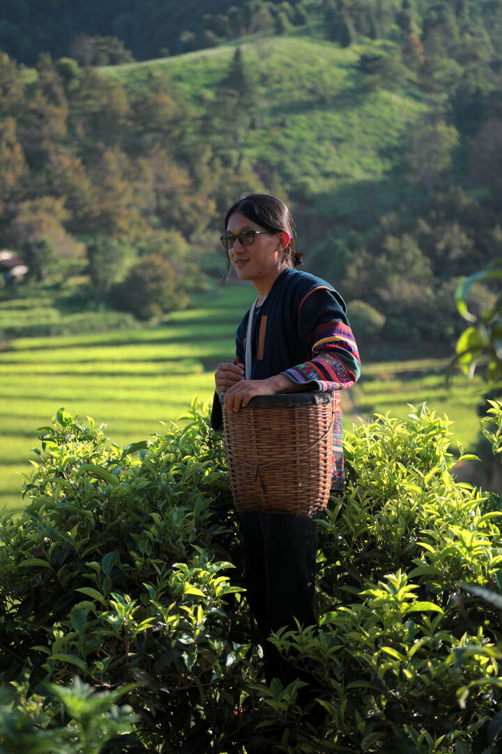 Recherche et sourcing de puerh, thés blancs et thés noirs dans le nord de la Thaïlande, 2020 — vue 5