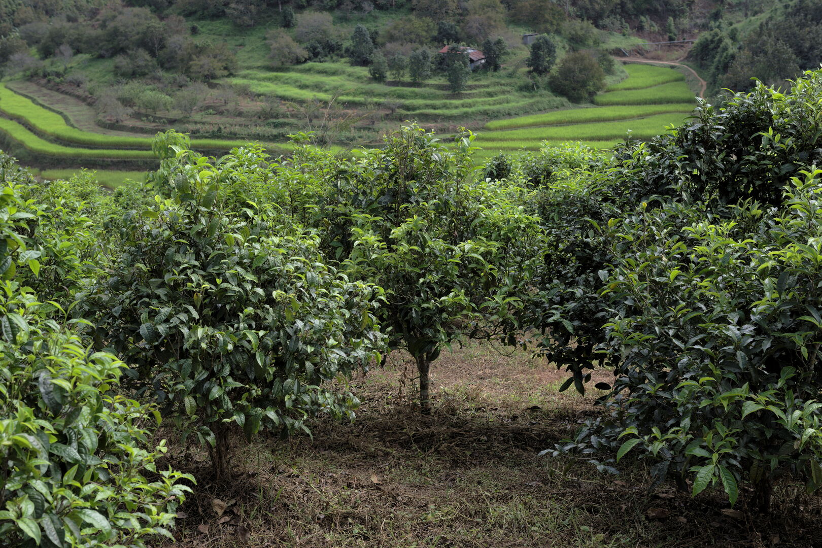 Recherche et sourcing de puerh, thés blancs et thés noirs dans le nord de la Thaïlande, 2020 — vue 6