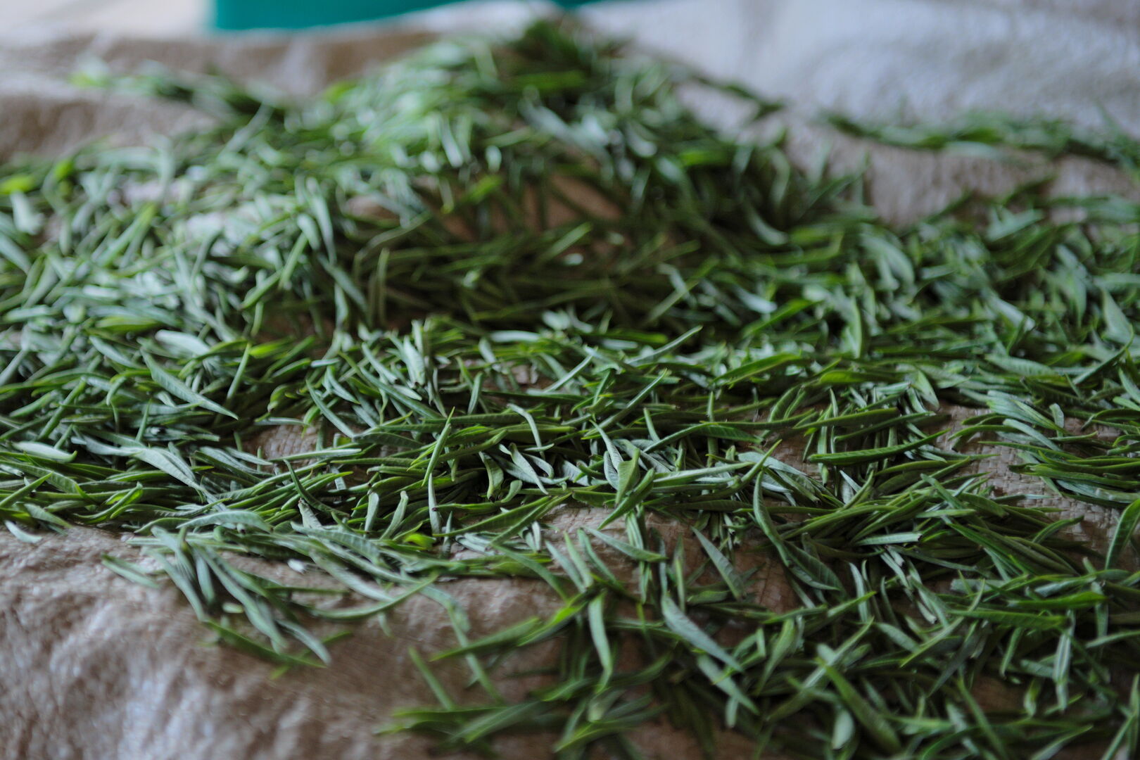 Recherche et sourcing de puerh, thés blancs et thés noirs dans le nord de la Thaïlande, 2020 — vue 7