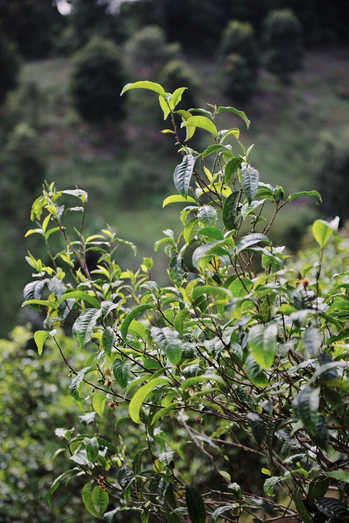 Recherche et sourcing de puerh, thés blancs et thés noirs dans le nord de la Thaïlande, 2020 — vue 8