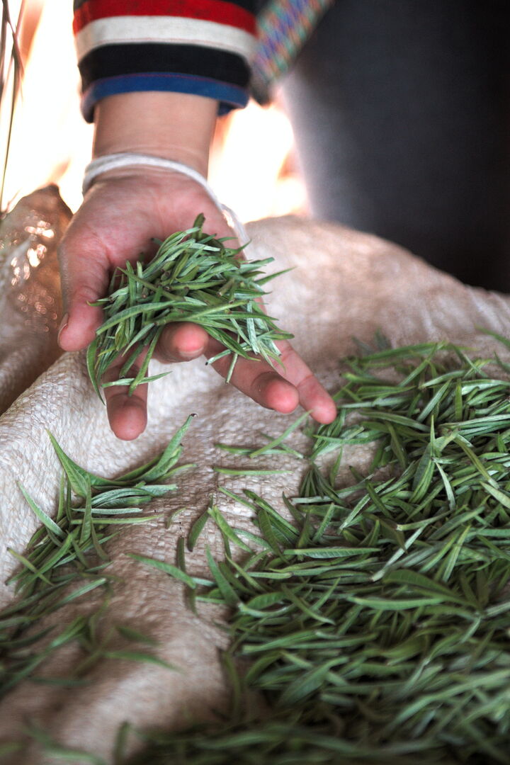 Recherche et sourcing de puerh, thés blancs et thés noirs dans le nord de la Thaïlande, 2020 — vue 9