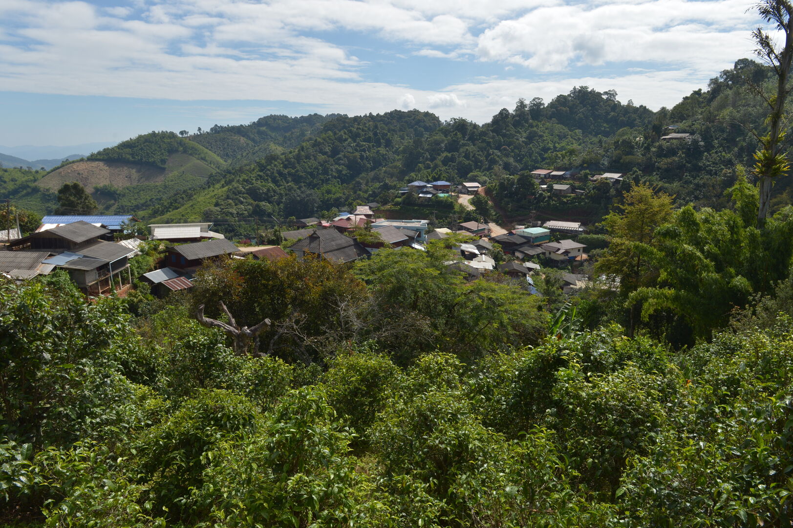 Recherche et sourcing de puerh, thés blancs et thés noirs dans le nord de la Thaïlande, 2020 — vue 10