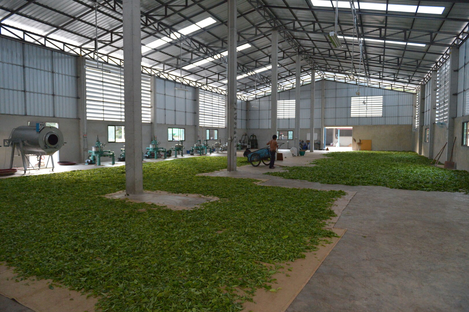 Recherche et sourcing de puerh, thés blancs et thés noirs dans le nord de la Thaïlande, 2020 — vue 11