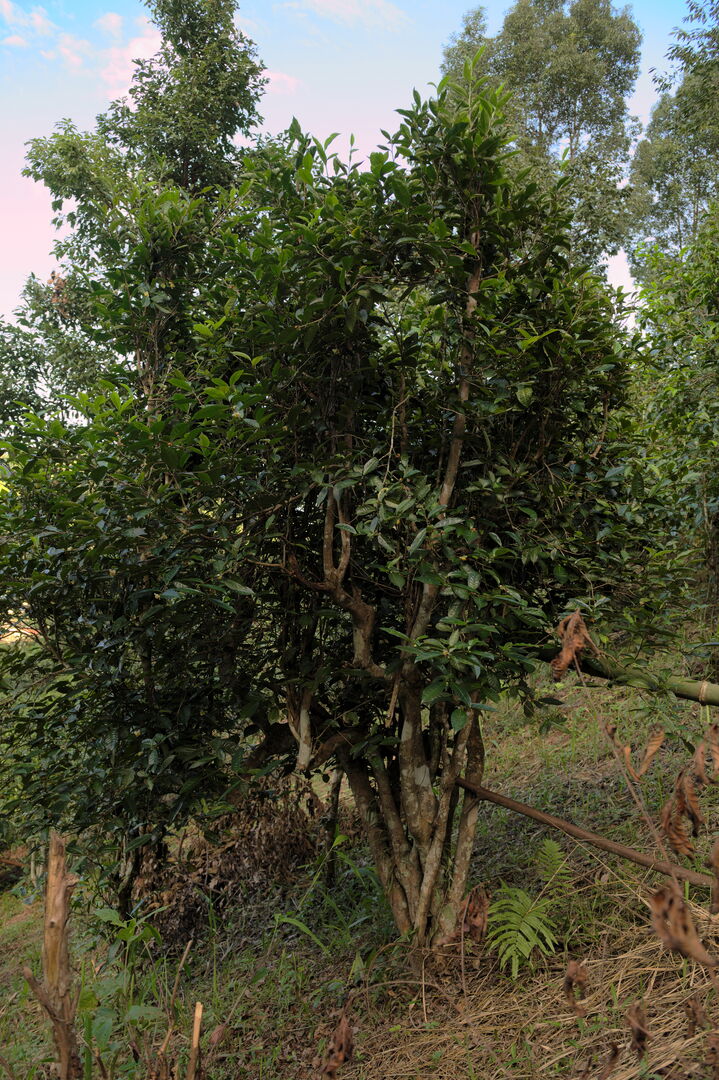 Recherche et sourcing de puerh, thés blancs et thés noirs dans le nord de la Thaïlande, 2020 — vue 12