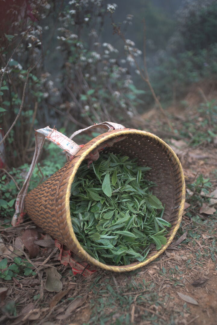 Exploration et sourcing de nouveaux terroirs et villages de thé dans le nord du Vietnam, 2025 — vue 6