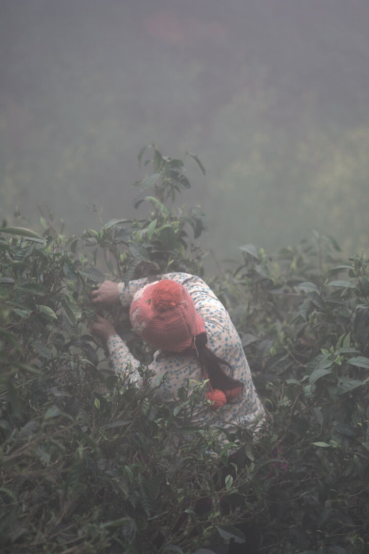 Exploration et sourcing de nouveaux terroirs et villages de thé dans le nord du Vietnam, 2025 — vue 7