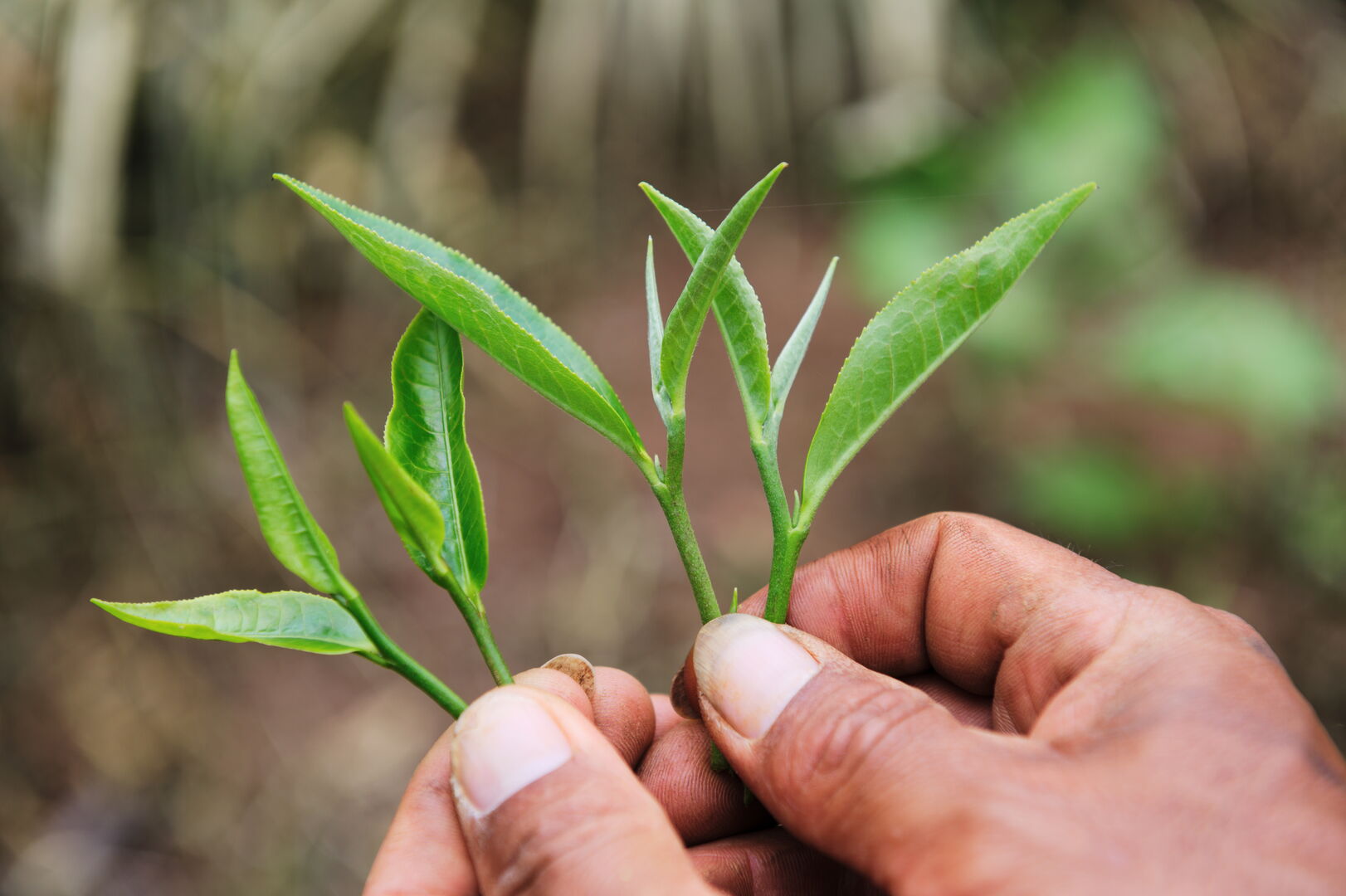 Sourcing et suivi de production de puerh à Pha Hom Pok en Thaïlande, 2020 — vue 1