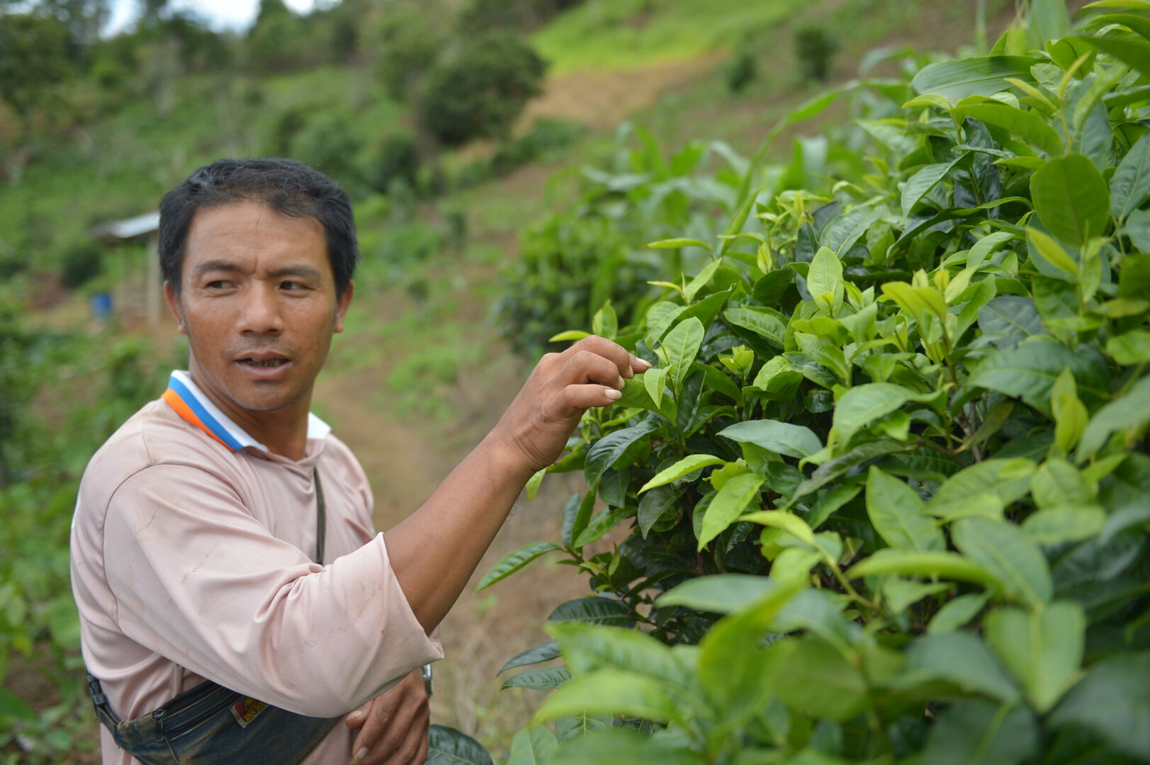 Sourcing et suivi de production de puerh à Pha Hom Pok en Thaïlande, 2020 — vue 2