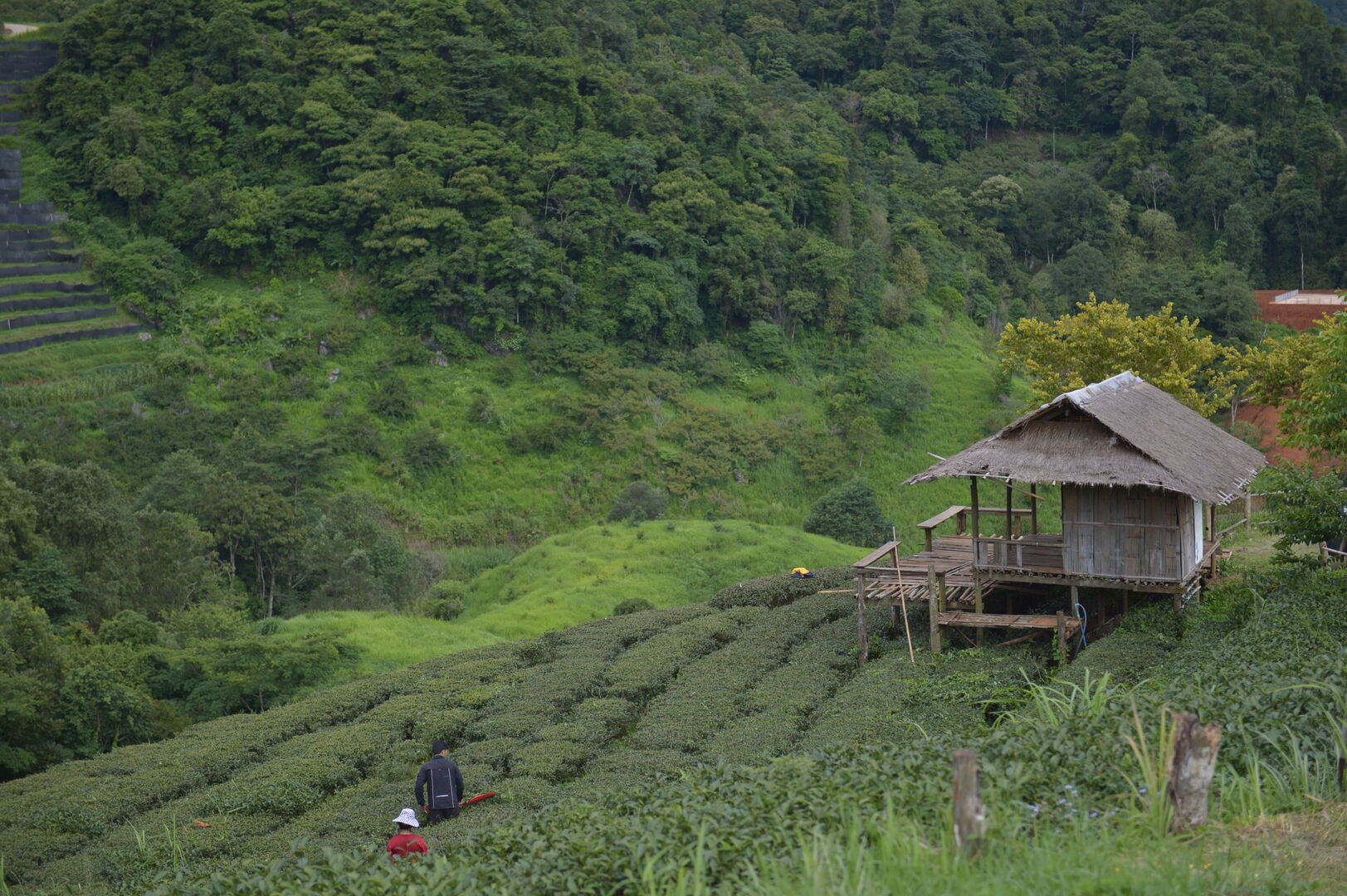 Sourcing et suivi de production de puerh à Pha Hom Pok en Thaïlande, 2020 — vue 3
