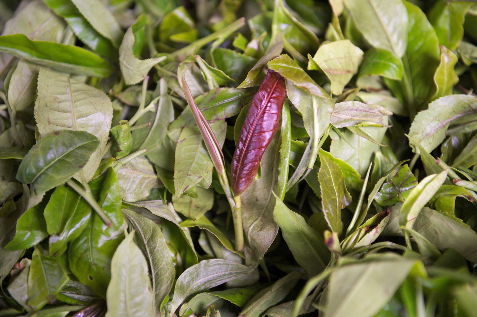 Sourcing et suivi de production de puerh à Pha Hom Pok en Thaïlande, 2020 — vue 7