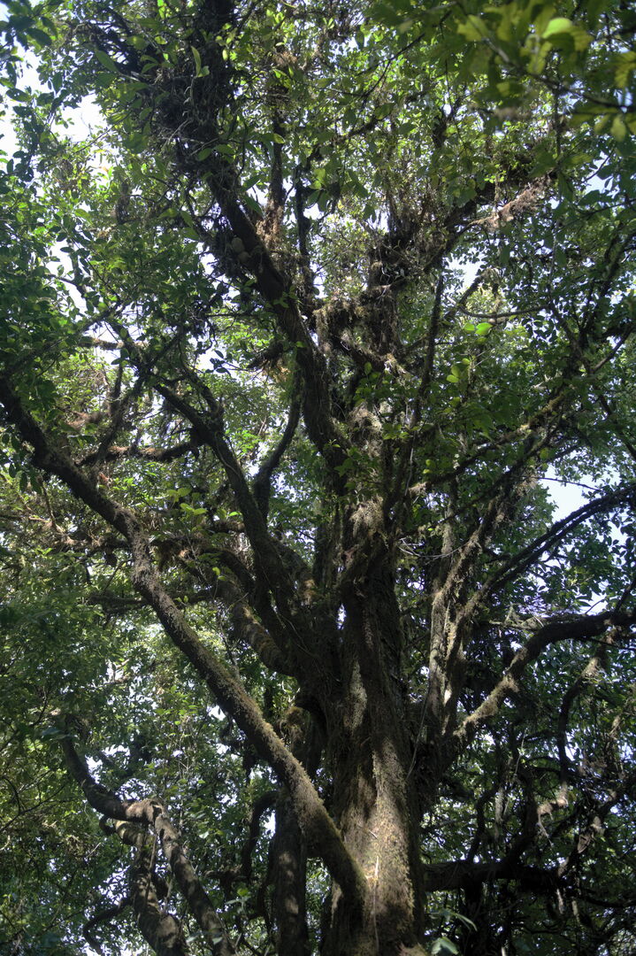 Sourcing de théiers sauvages dans les forêts de Pha Hom Pok en Thaïlande, 2022 — vue 1