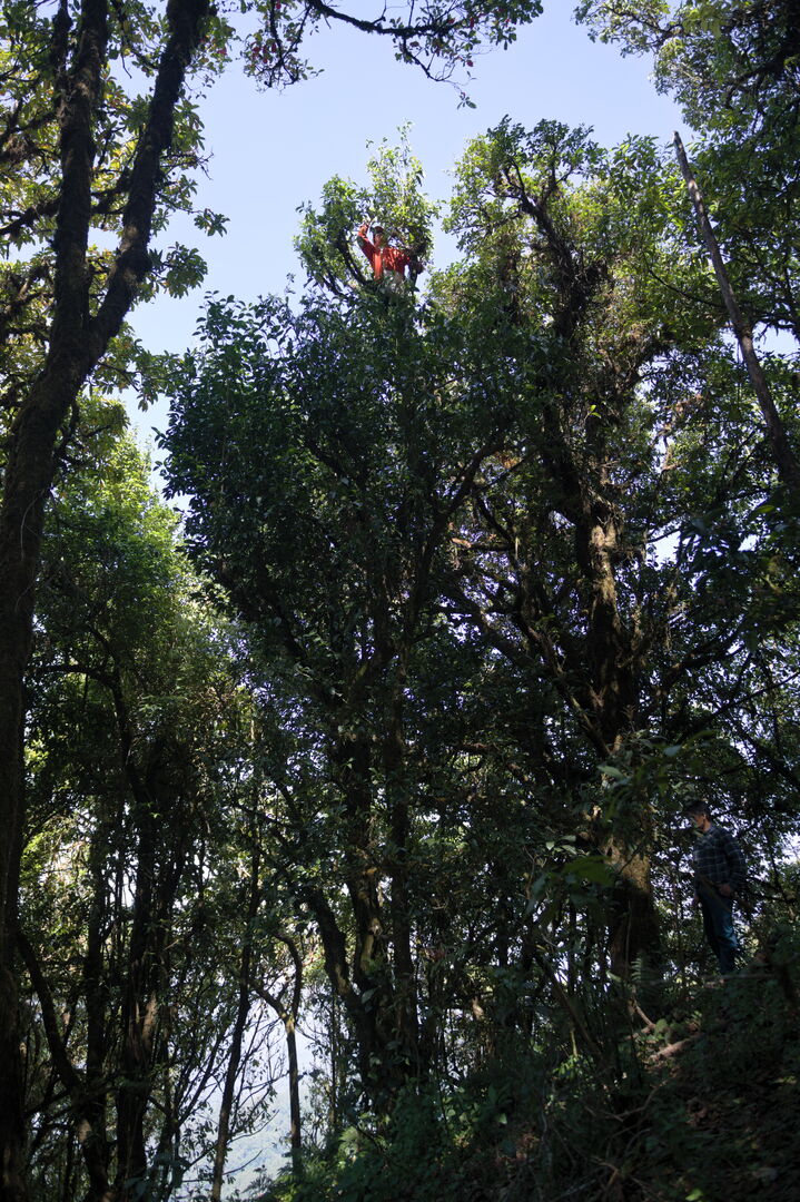 Sourcing de théiers sauvages dans les forêts de Pha Hom Pok en Thaïlande, 2022 — vue 2