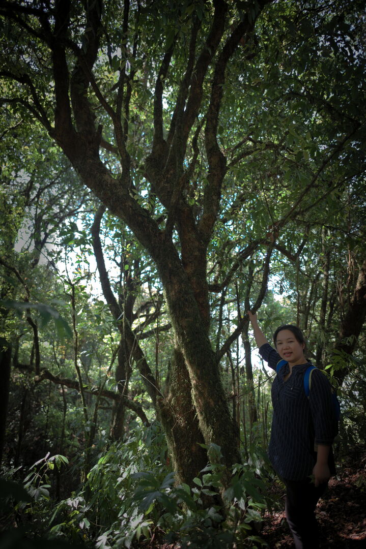 Sourcing de théiers sauvages dans les forêts de Pha Hom Pok en Thaïlande, 2022 — vue 3