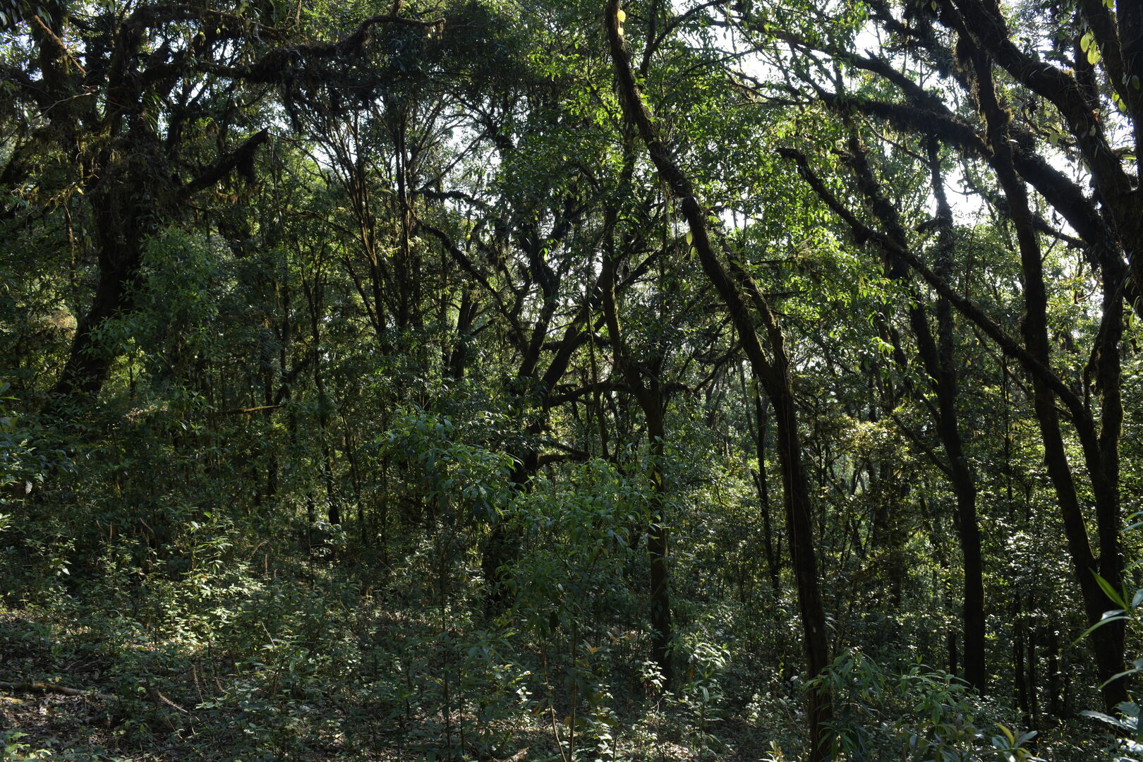 Sourcing de théiers sauvages dans les forêts de Pha Hom Pok en Thaïlande, 2022 — vue 4