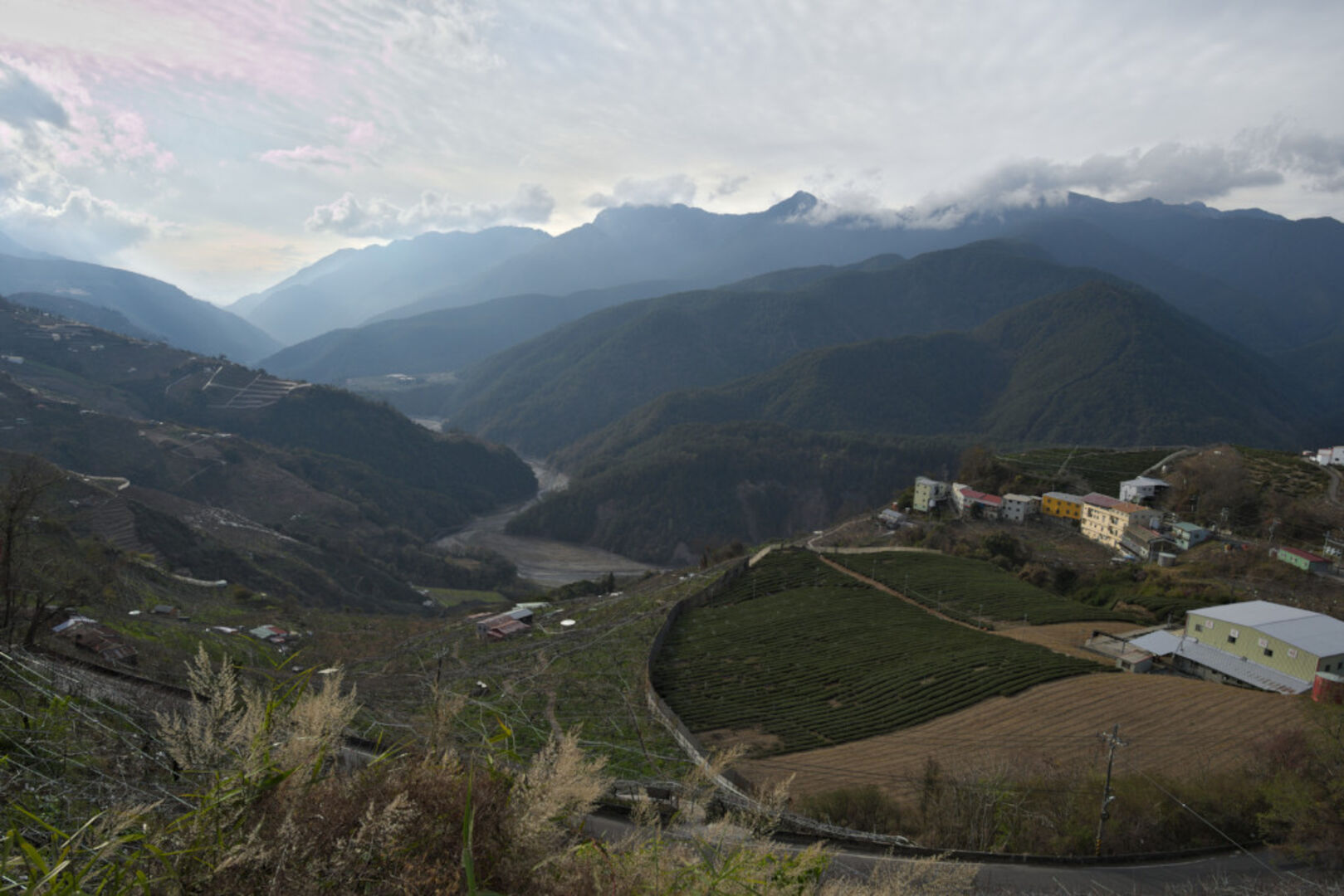 Sourcing de wulong de haute montagne dans les terroirs d’altitude de Taïwan, 2019 — vue 1