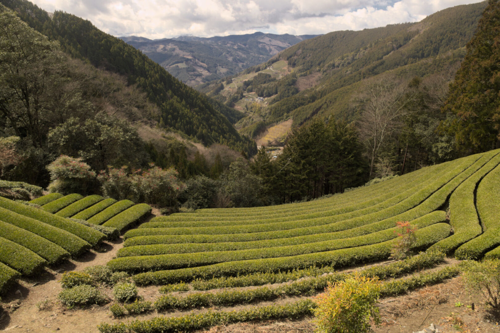 Sourcing de wulong de haute montagne dans les terroirs d’altitude de Taïwan, 2019 — vue 3
