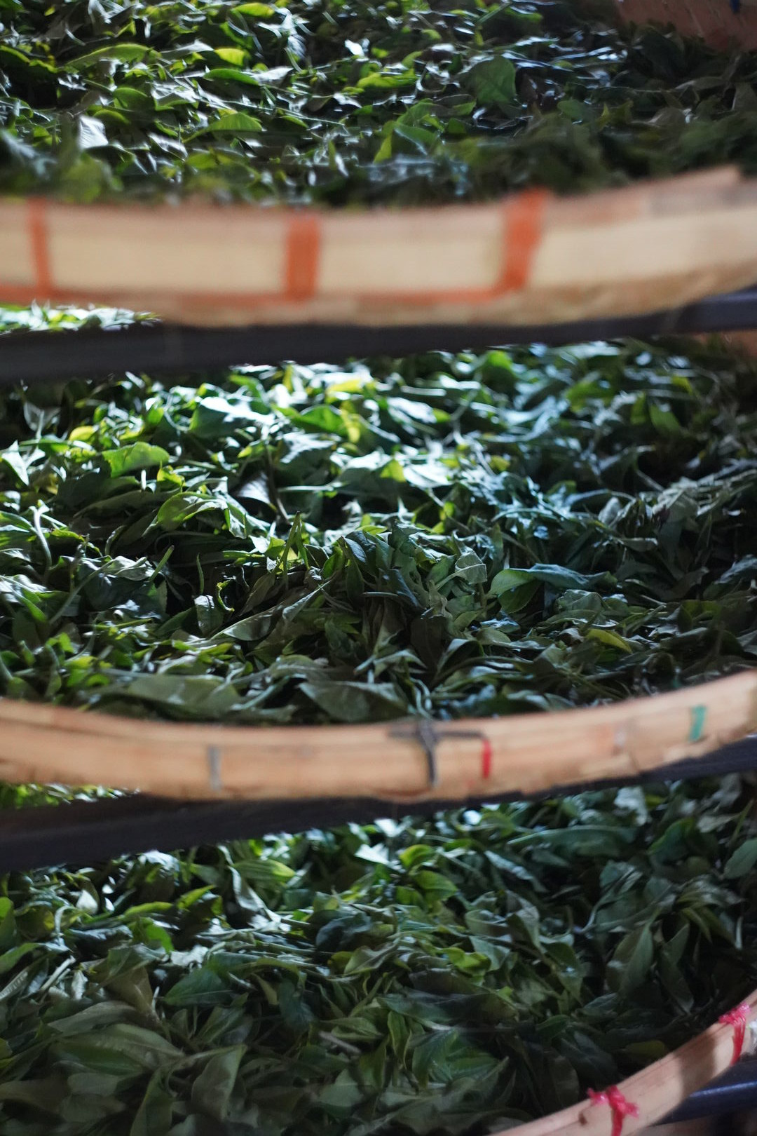 Sourcing des récoltes d’automne de puerh en Thaïlande, 2024