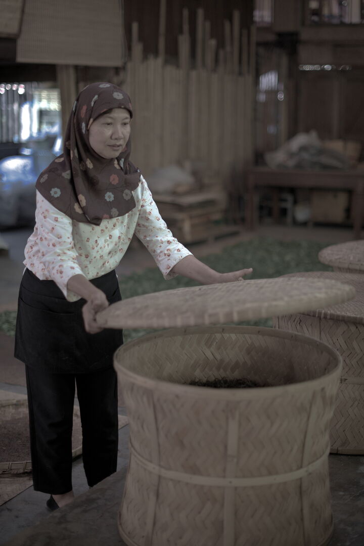 Suivi d’une production de thé de vieux arbres torréfié au charbon en Thaïlande, 2024 — vue 2