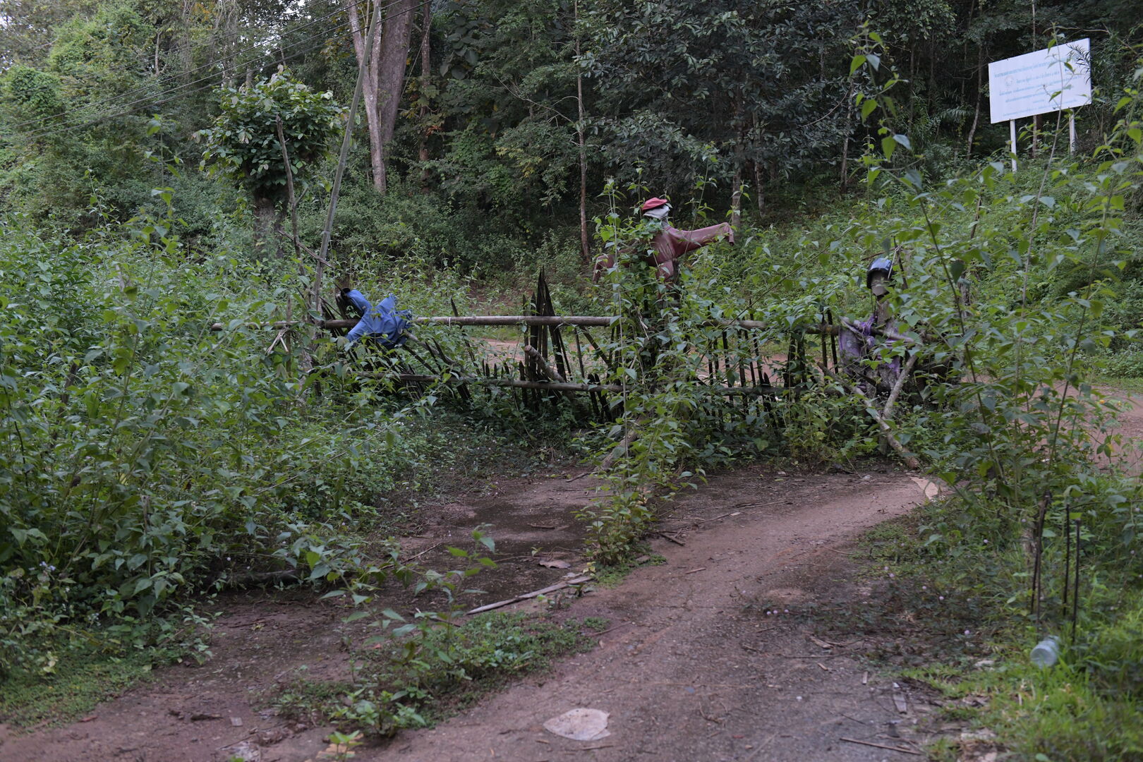 Sourcing de thé en Thaïlande pendant la pandémie de Covid-19, 2021 — vue 1