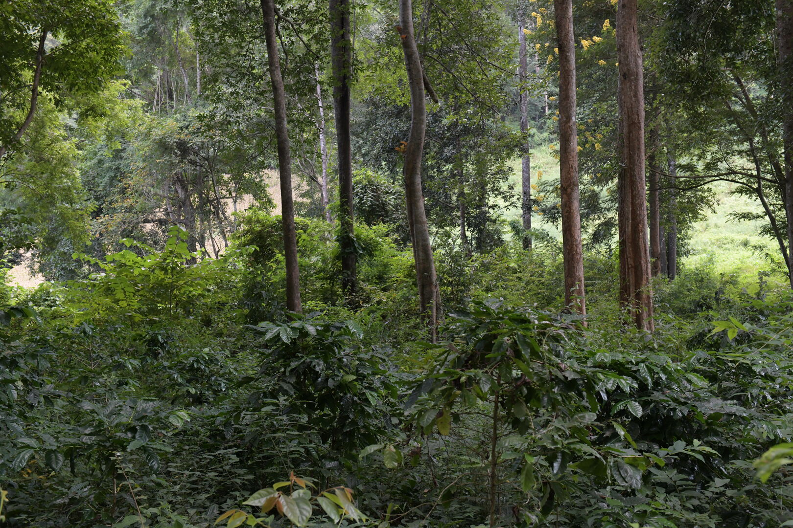 Sourcing de thé en Thaïlande pendant la pandémie de Covid-19, 2021 — vue 2