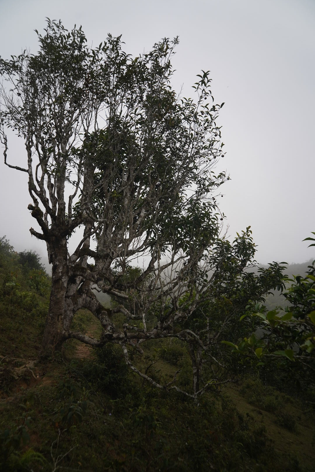 Recherche de nouveaux terroirs et sourcing de thé dans le nord du Vietnam, 2022 — vue 1