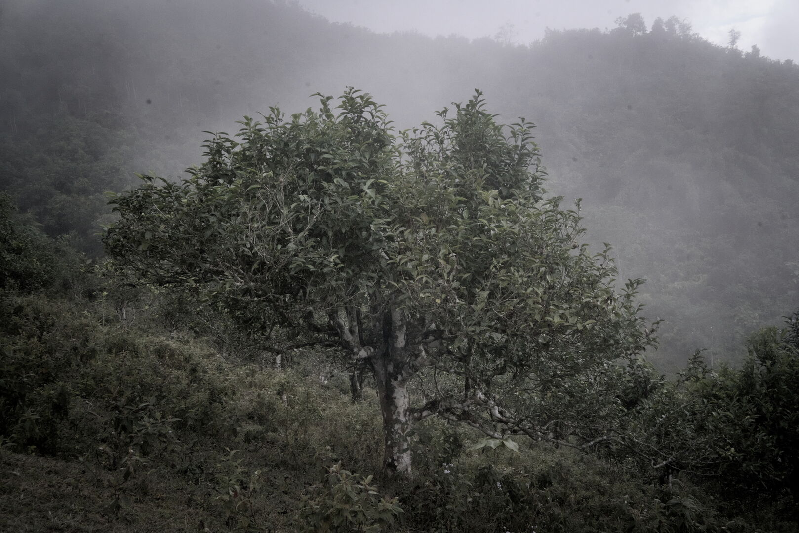 Recherche de nouveaux terroirs et sourcing de thé dans le nord du Vietnam, 2022 — vue 2