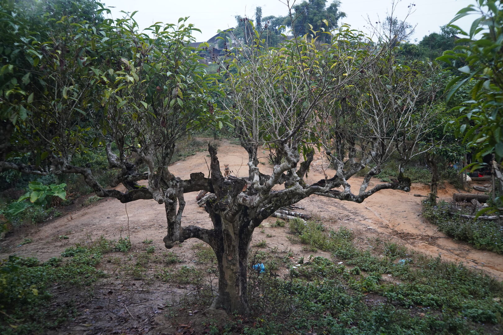 Recherche de nouveaux terroirs et sourcing de thé dans le nord du Vietnam, 2022 — vue 5