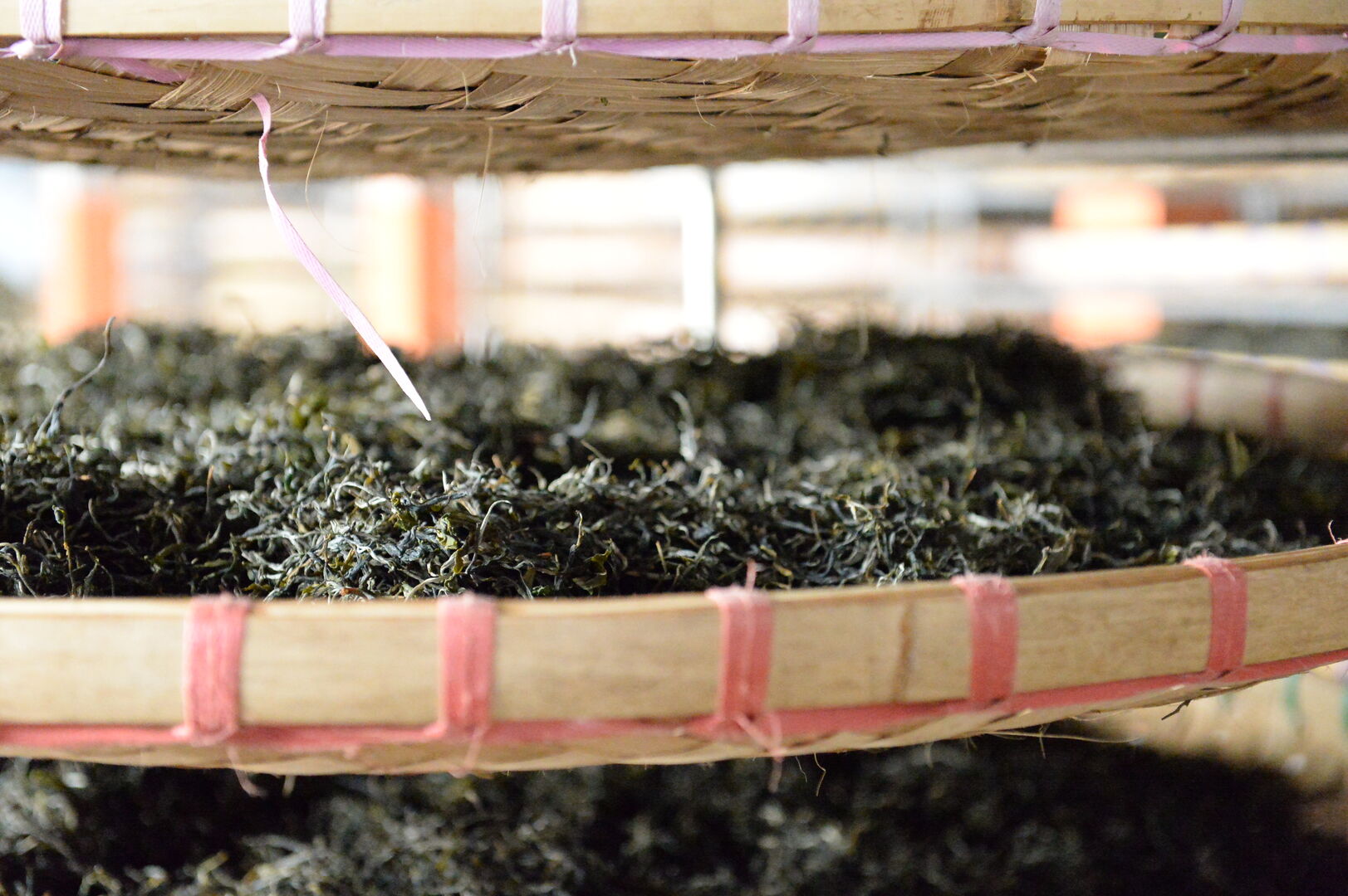 Sourcing et suivi de production de puerh de vieux théiers à Wawee, Thaïlande, 2020 — vue 2