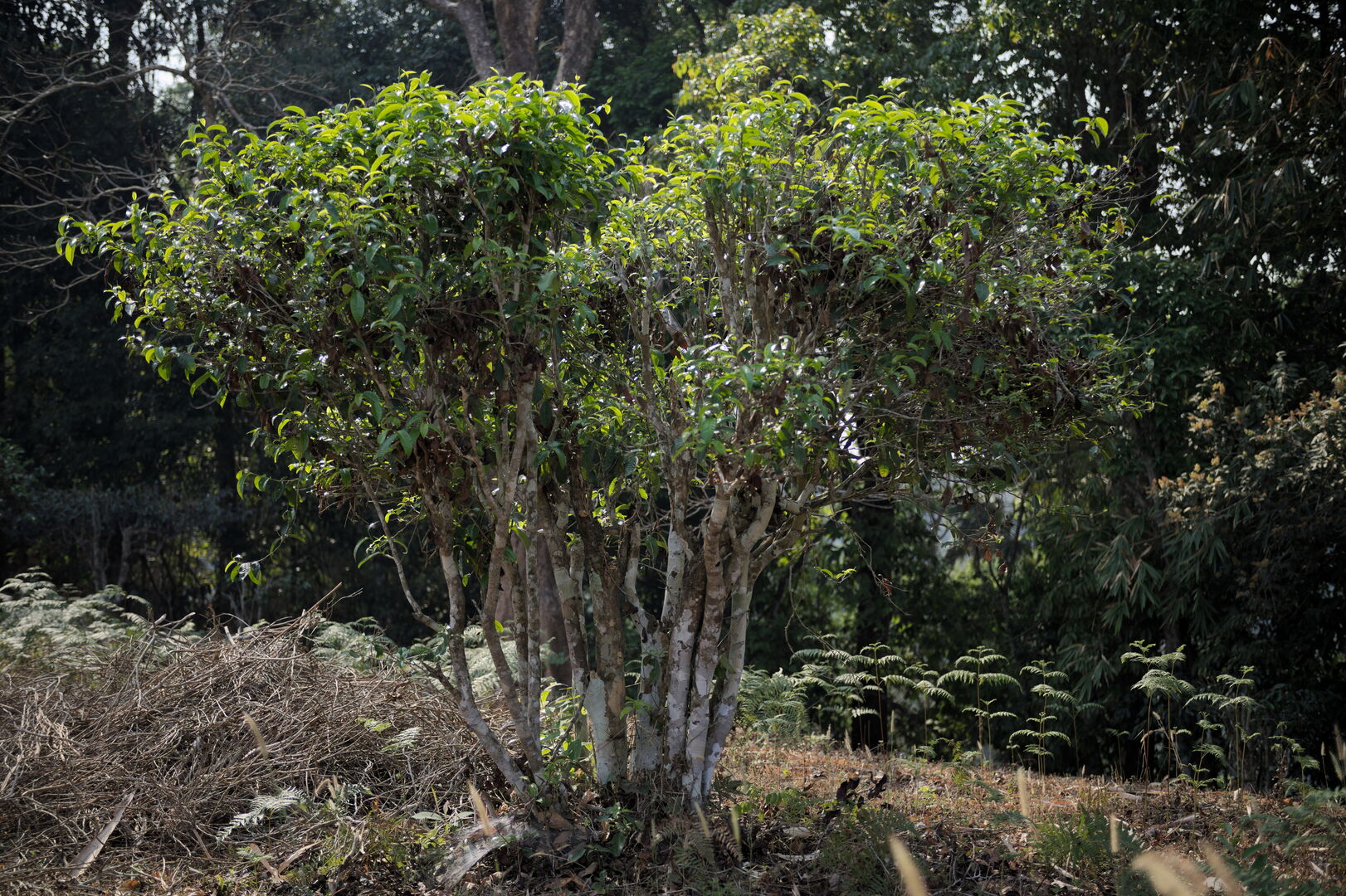 Sourcing et suivi de production de puerh de vieux théiers à Wawee, Thaïlande, 2020 — vue 4