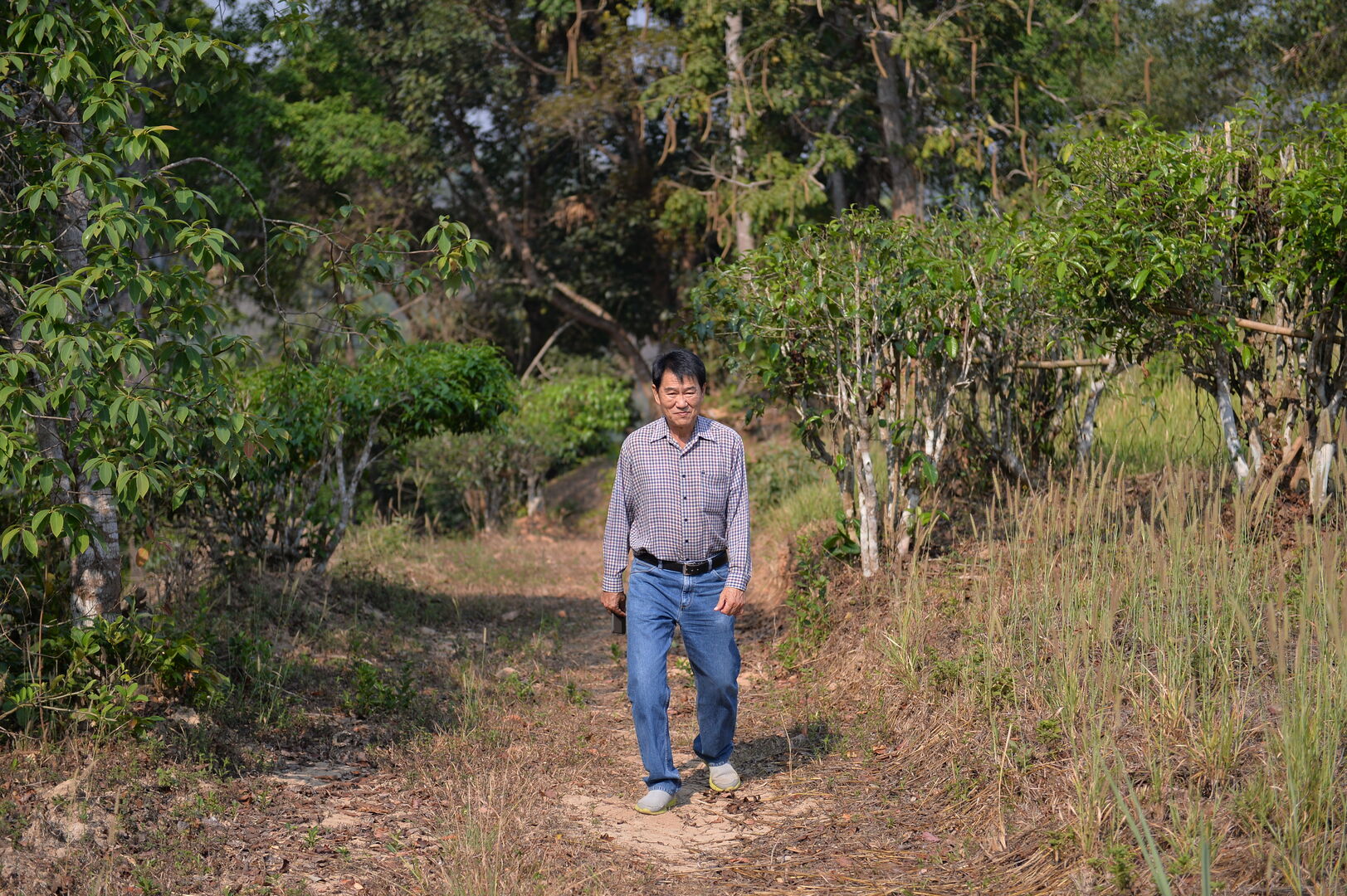 Sourcing et suivi de production de puerh de vieux théiers à Wawee, Thaïlande, 2020 — vue 5
